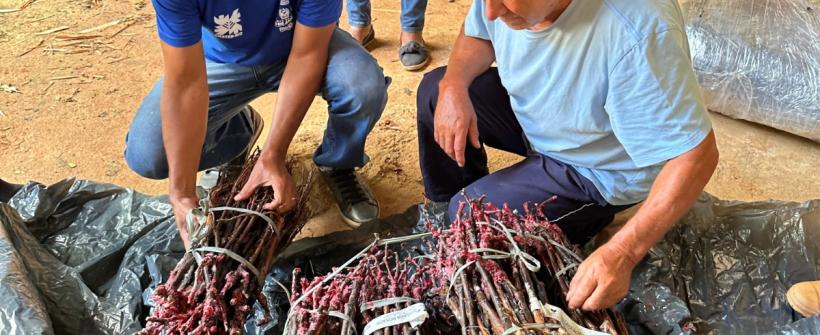 Viticultura impulsiona crescimento econômico e turístico no Sul Fluminense