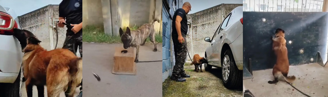 GOC realiza treinamento com filhotes de cães