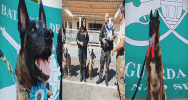 Grupamento de Operações com Cães participa do Campeonato de Cães de Faro de Entorpecentes 