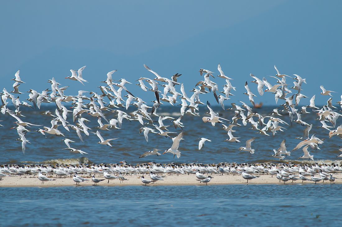 Influenza Aviária: Estado do Rio confirma sete focos de ave silvestre com H5N1