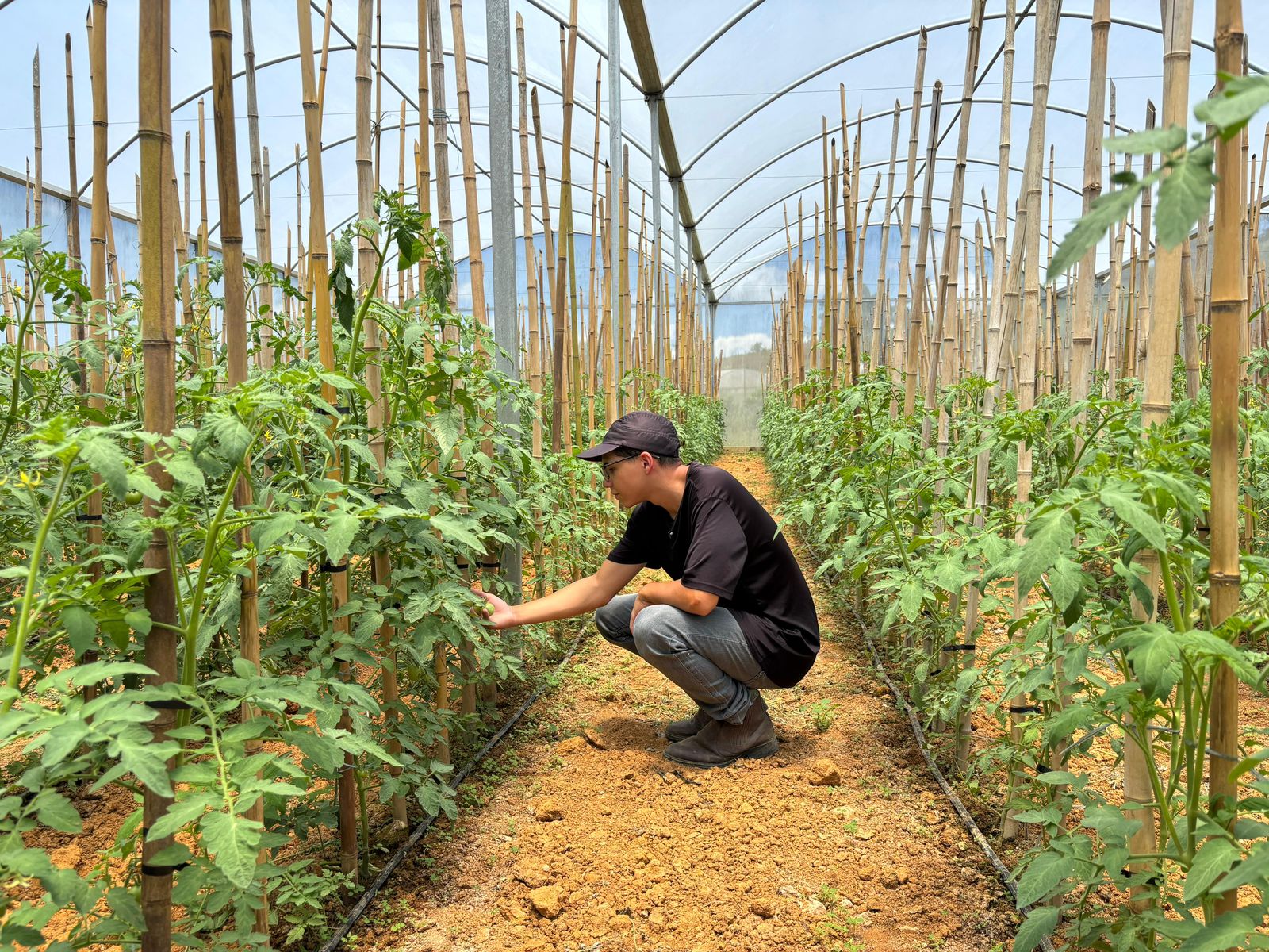 Programa Cultivar Orgânico impulsiona inovação, sustentabilidade e produtividade no campo fluminense