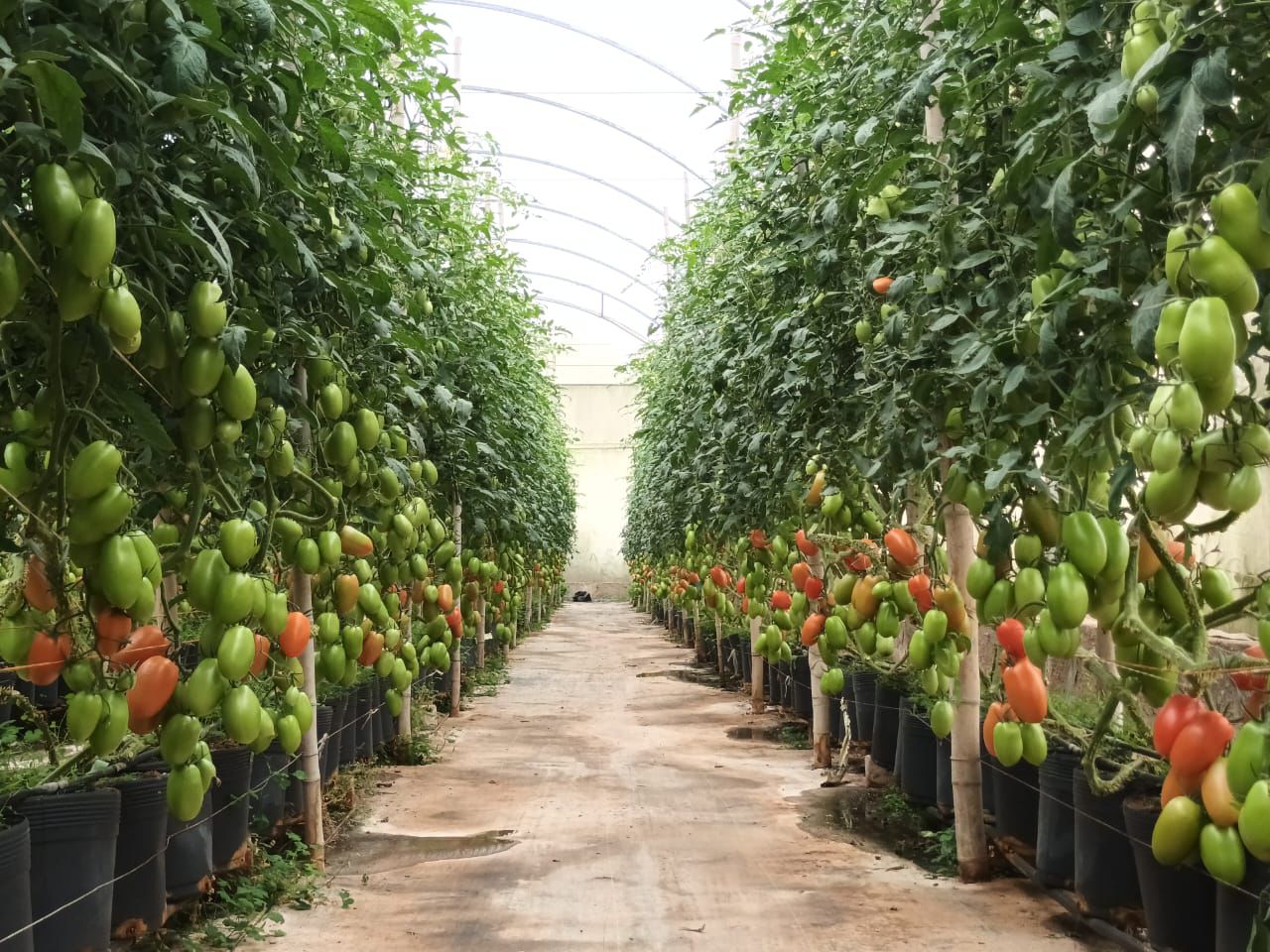 Programa da Secretaria de Agricultura apoia produtores do Cultivo Protegido