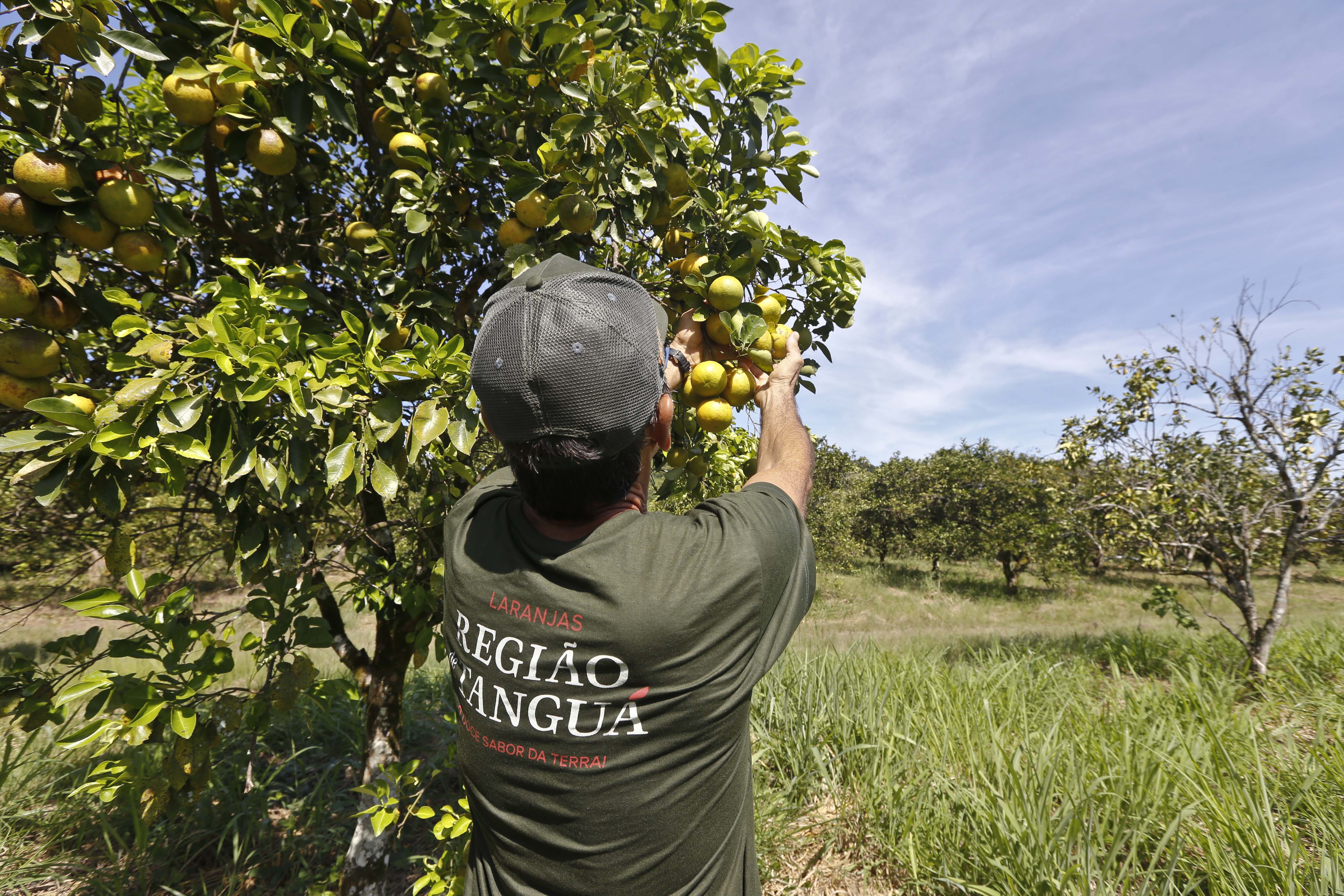 Rio de Janeiro fará super colheita da laranja eleita a mais doce do país e se prepara para exportar