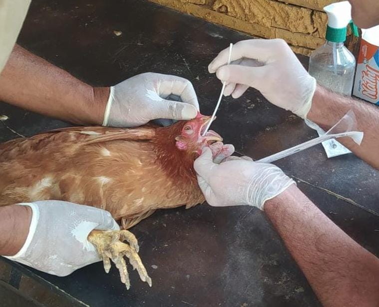 Influenza Aviária: Secretaria de Estado de Agricultura suspende a realização de eventos com aglomeração de aves