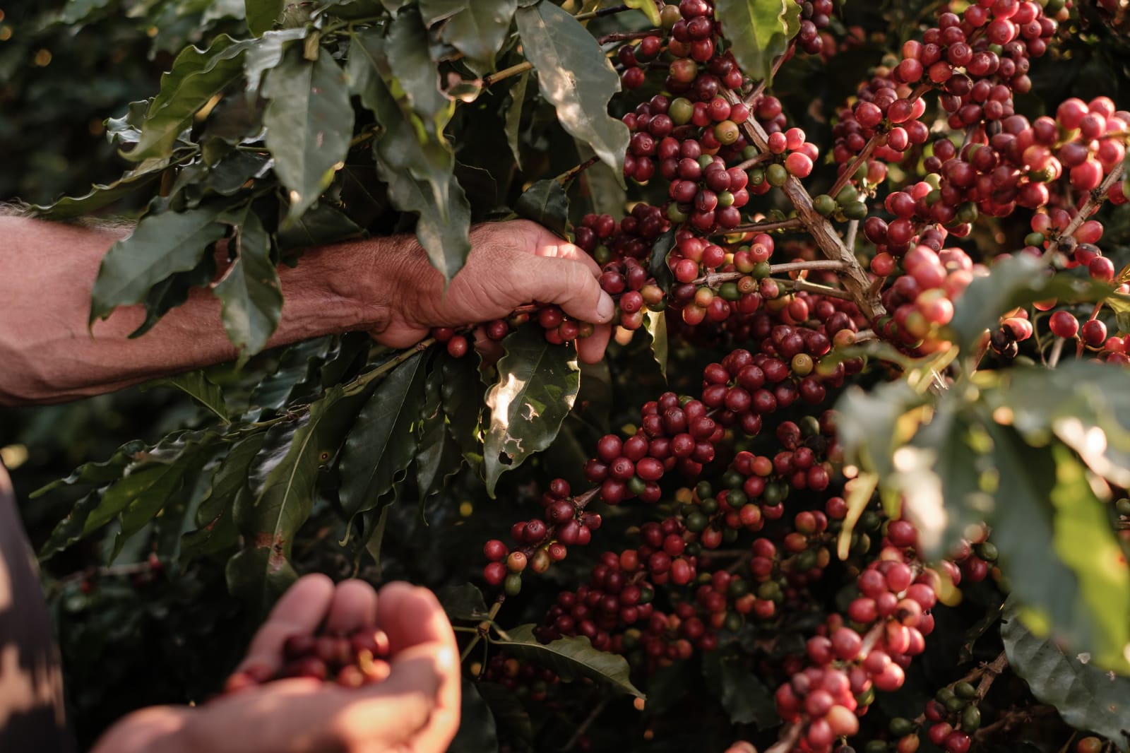 Dia Mundial do Café: Conheça o programa da Secretaria de Estado de Agricultura voltado especialmente a esta cultura 