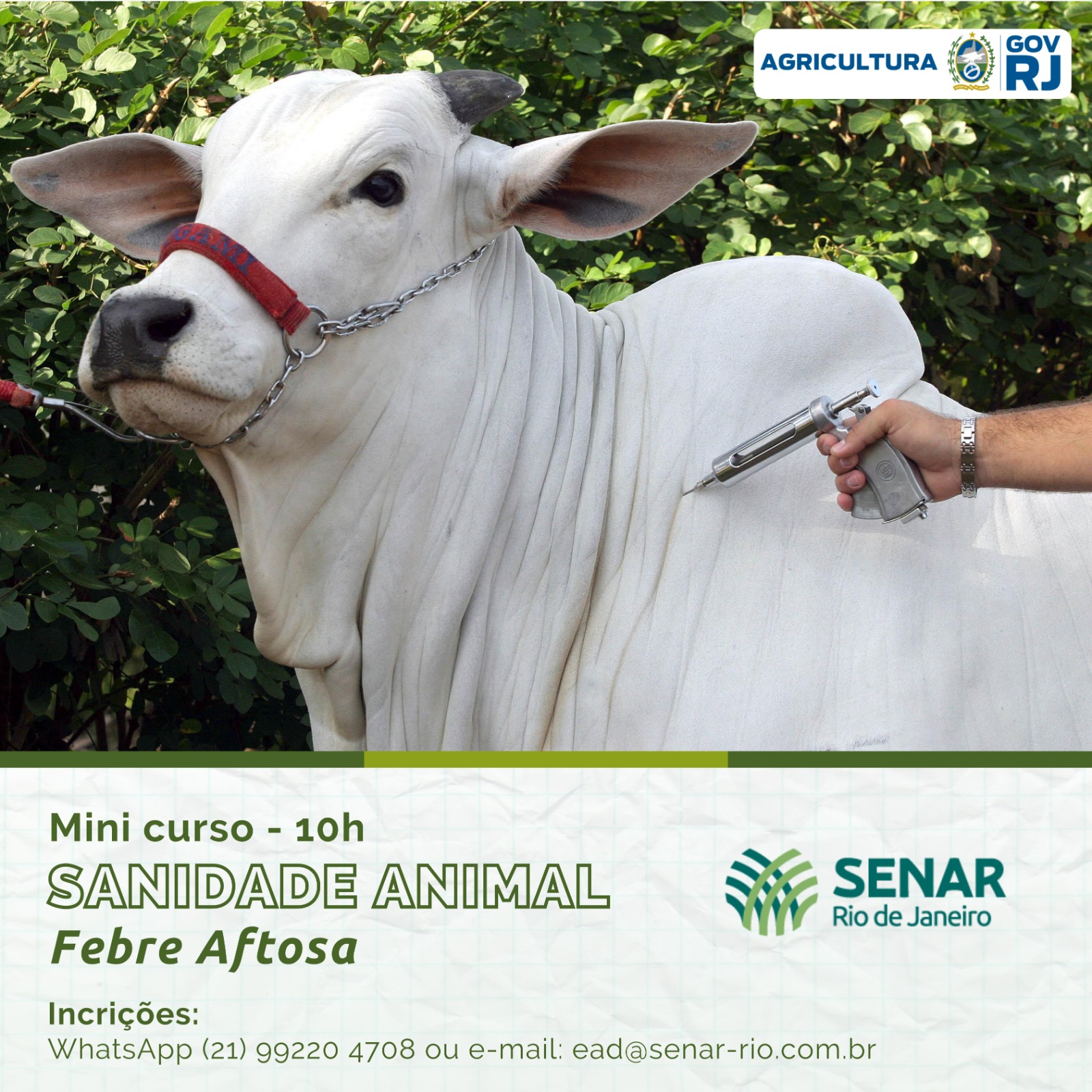  No mês da campanha contra febre aftosa, SENAR em parceria com a Secretaria de Agricultura e MAPA, lança minicurso sobre Sanidade Animal