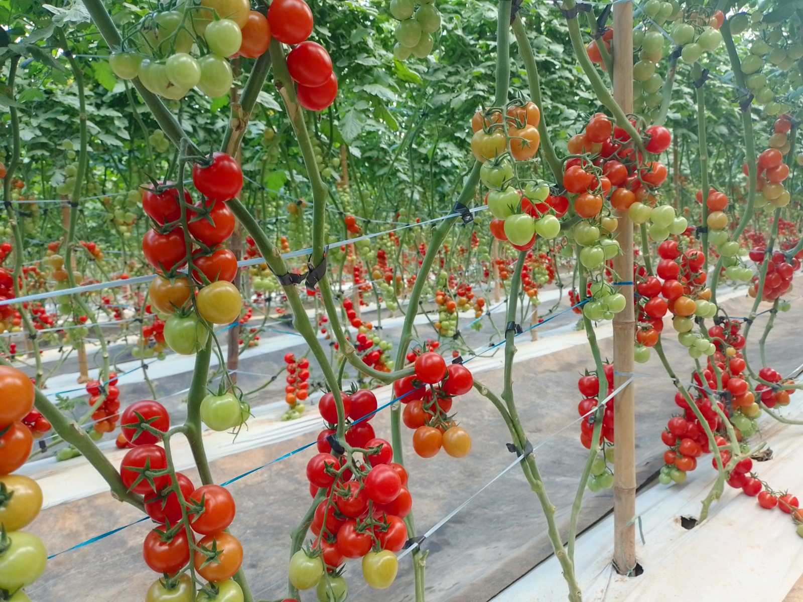 Governo apoia expositores com técnica de produção em estufas e incrementa a Festa do Tomate em Paty do Alferes