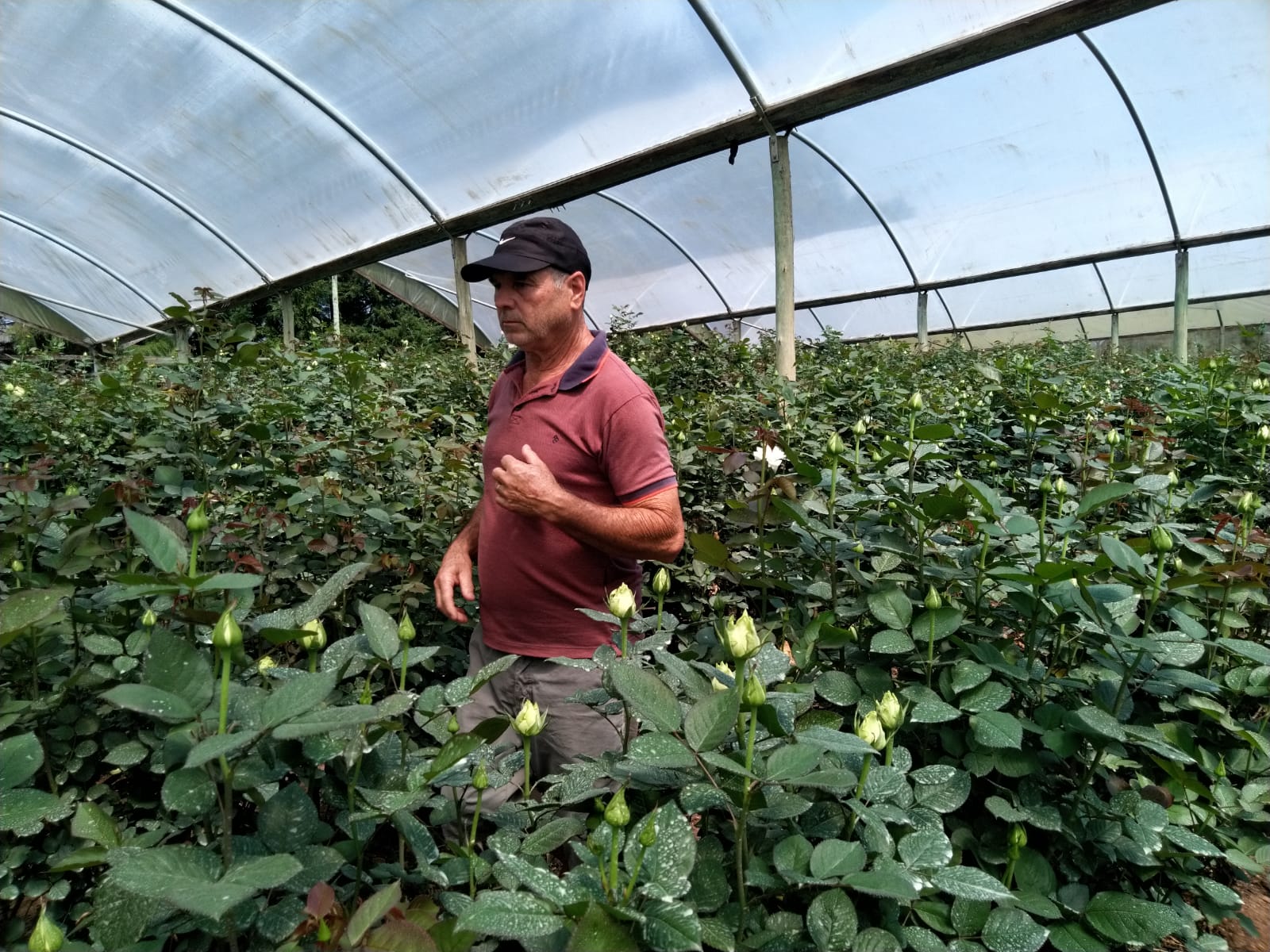 Secretaria de Agricultura disponibiliza linha de crédito Florescer para produtores de flores
