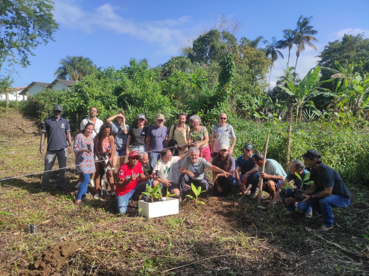 Produção de bananas ganha destaque no município de Paraty 