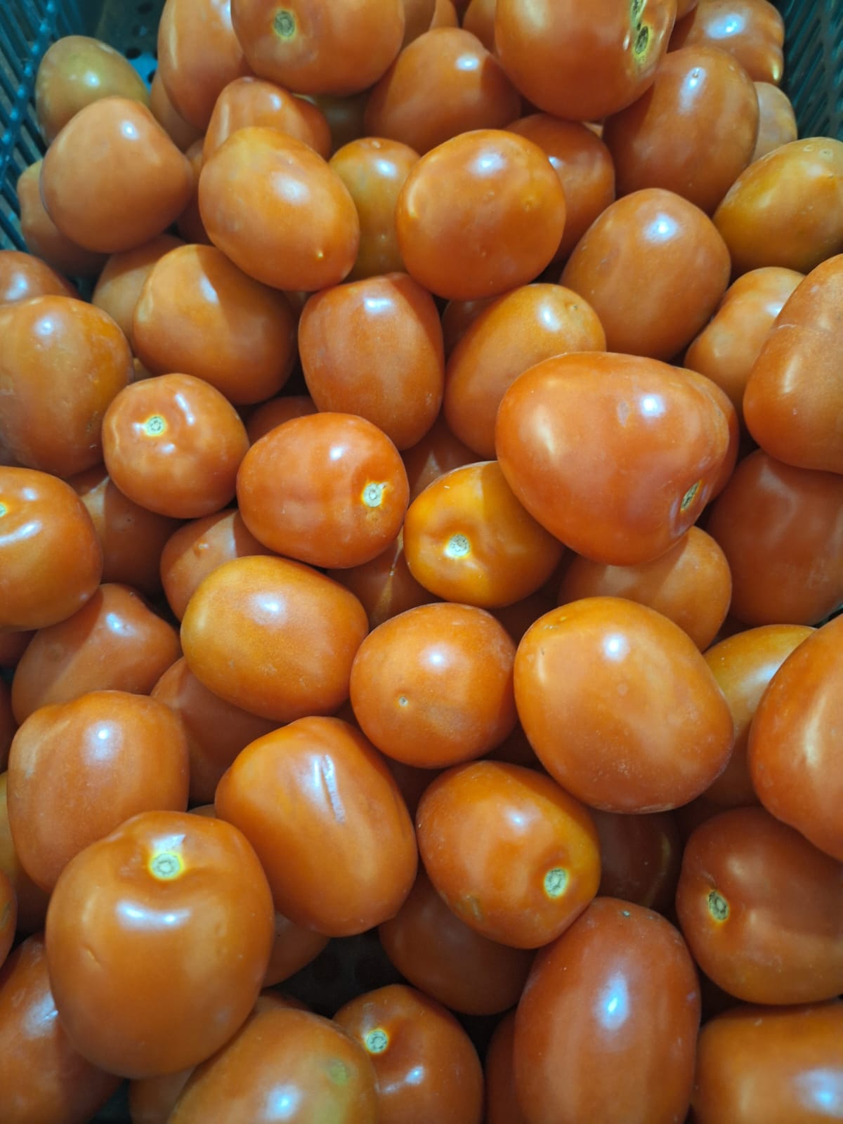 Método de Manejo Integrado de Pragas: Ferramenta importante no controle e monitoramento de doenças na cultura do tomate 