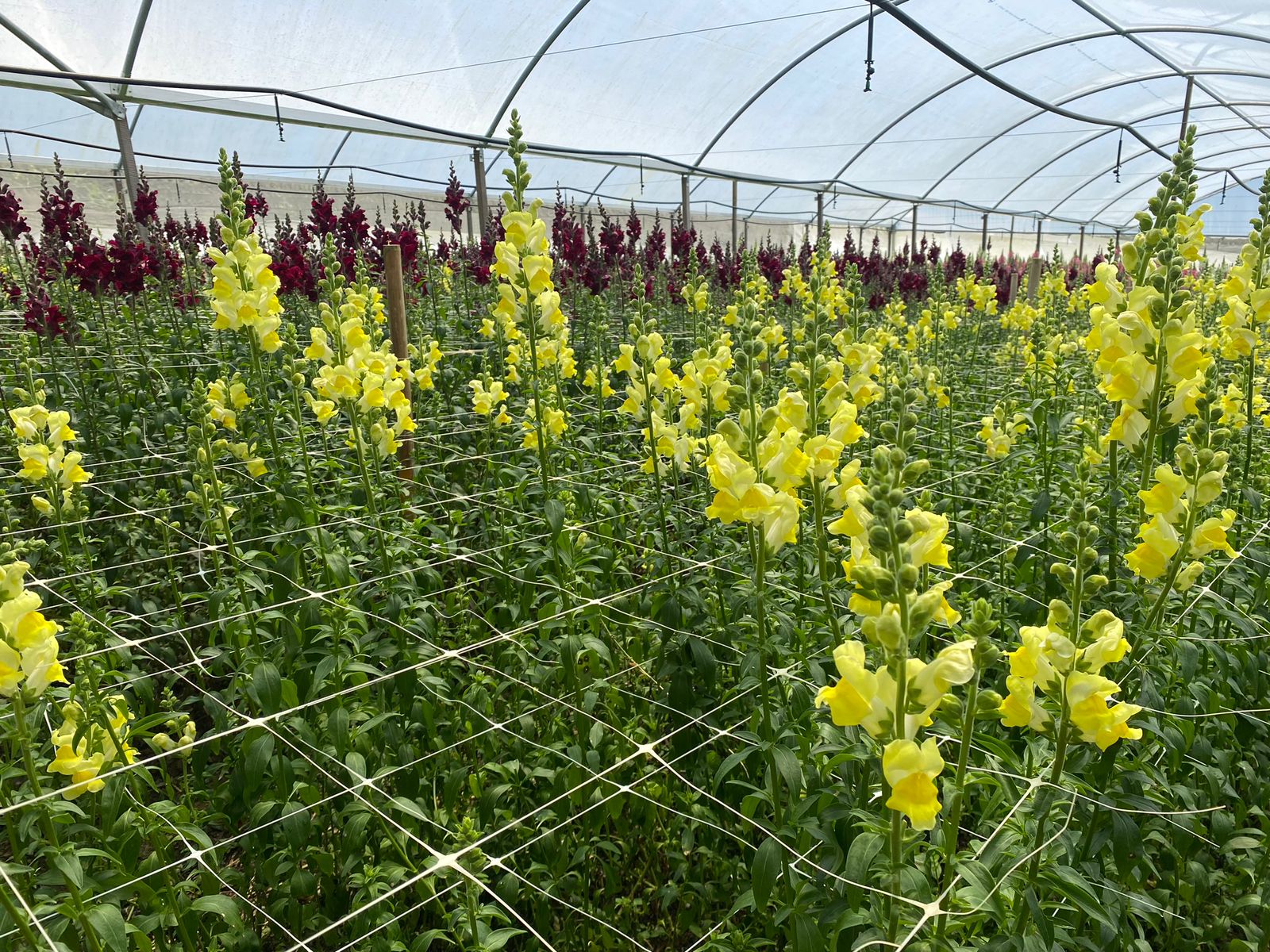 Secretaria de Agricultura apoia floricultores com a linha de crédito Florescer