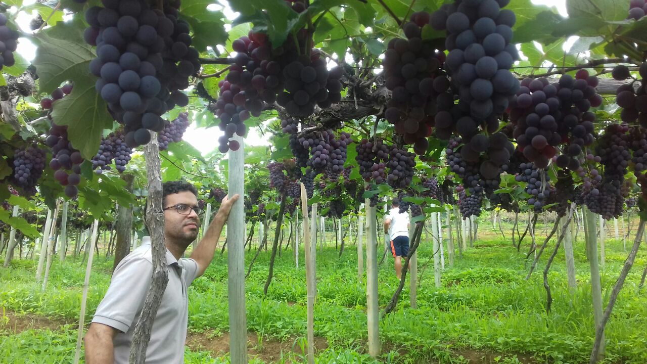 Estado do Rio é classificado como unidade federativa sem ocorrência de praga que atinge as videiras
