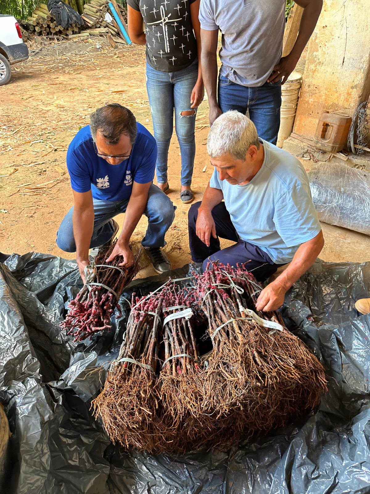 Viticultura impulsiona crescimento econômico e turístico no Sul Fluminense