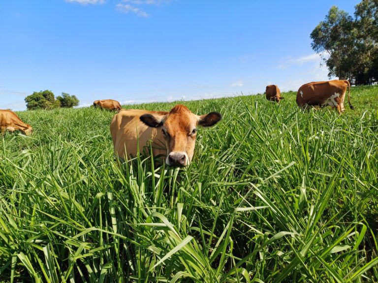 Governo do Estado firma parceria para impulsionar agricultura sustentável no Rio de Janeiro