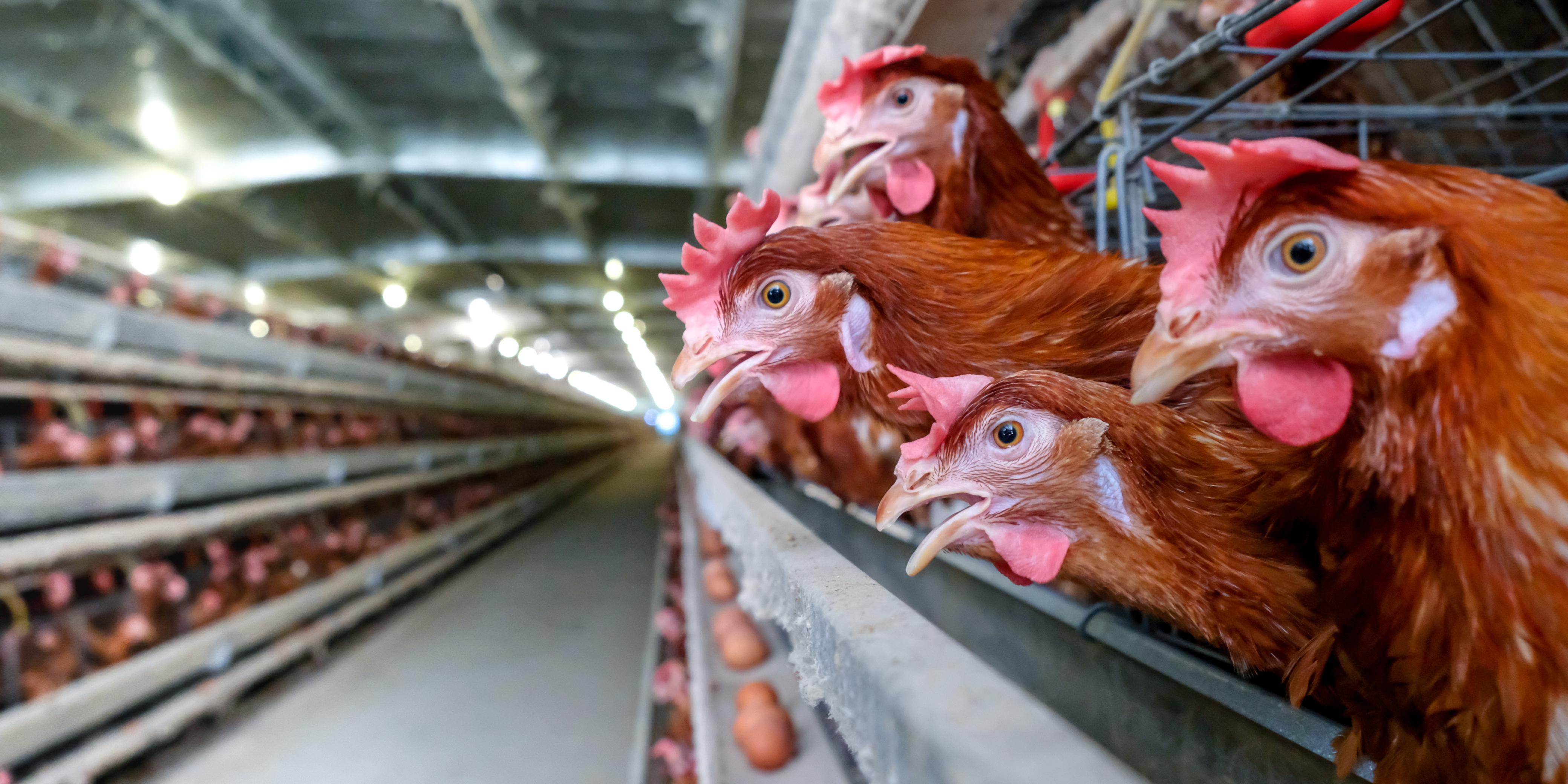 Secretaria de Estado de Agricultura reforça os cuidados diante de caso confirmado de gripe aviária em criação comercial 