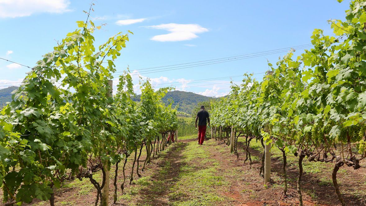 Dia do Agricultor: Governo do Estado celebra o trabalho  do campo com o fomento de 655 produtores familiares