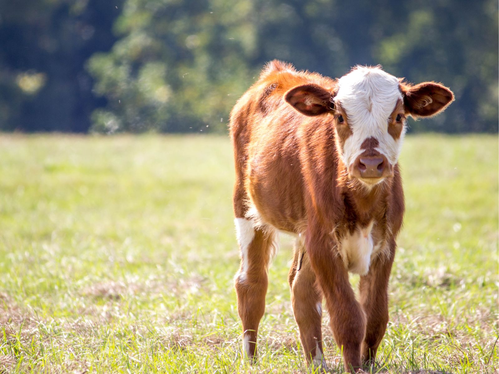Secretaria de Estado de Agricultura intensifica ações de conscientização sobre a Brucelose
