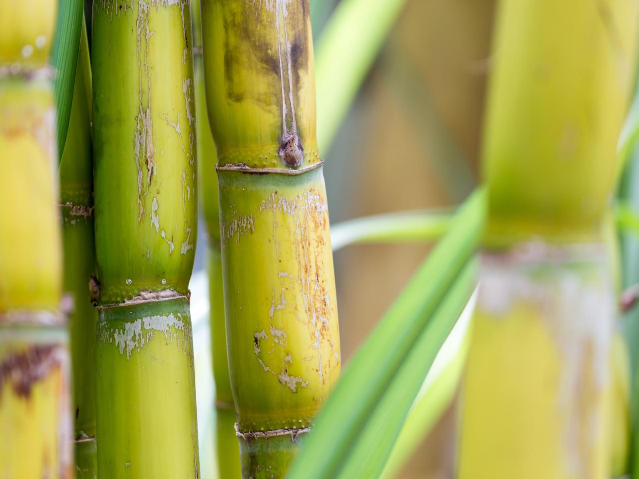 Secretaria de Estado de Agricultura destaca a força da cadeia da cana-de-açúcar