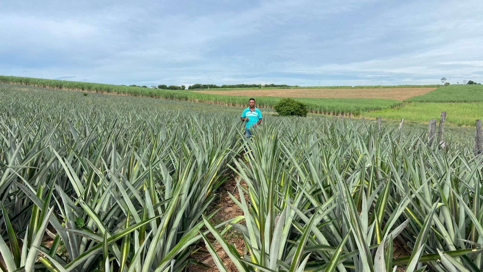 Abacaxi fluminense impulsiona a fruticultura e fortalece a agricultura familiar