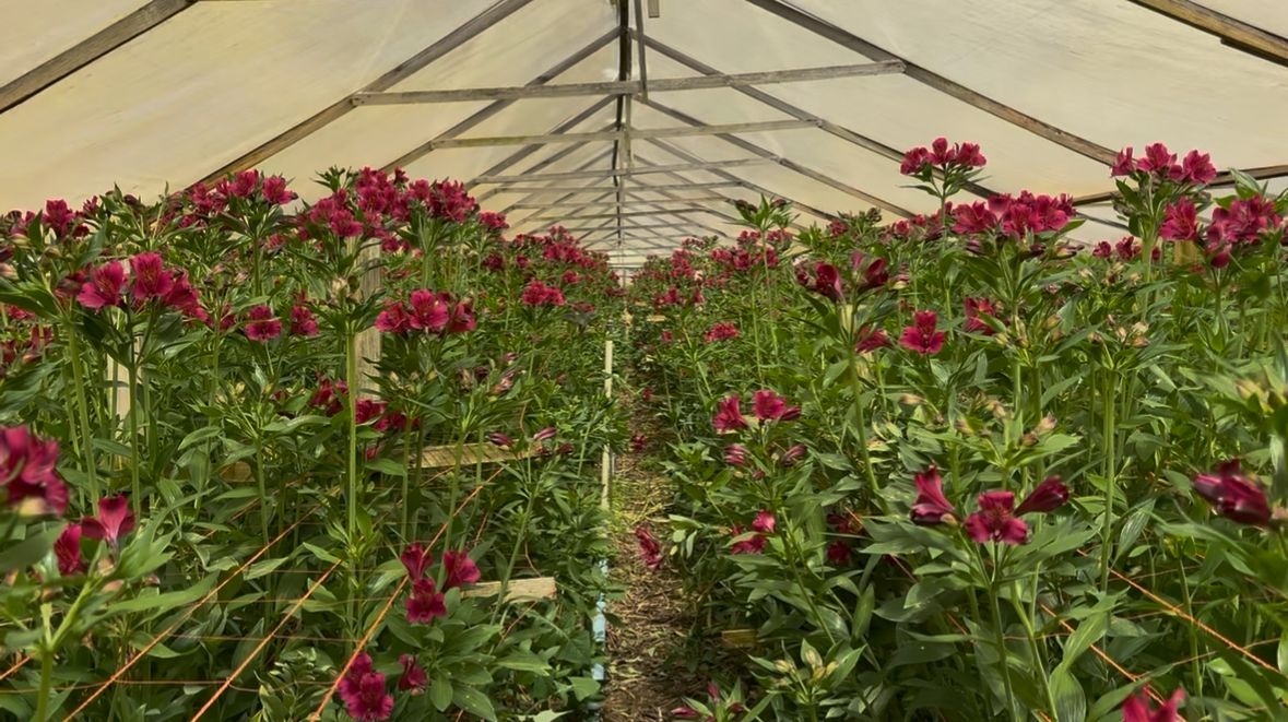 Governo do Estado impulsiona floricultura fluminense com a chegada da primavera