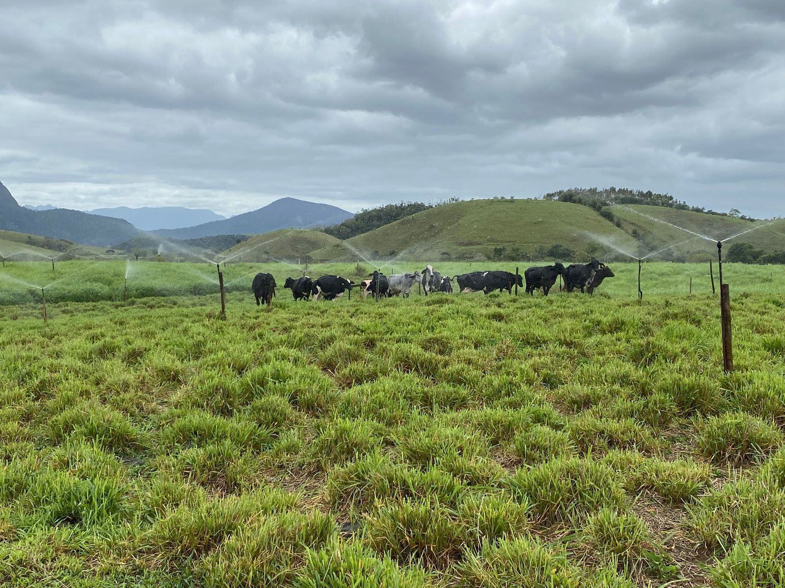Secretaria de Agricultura comemora o Dia do Pecuarista