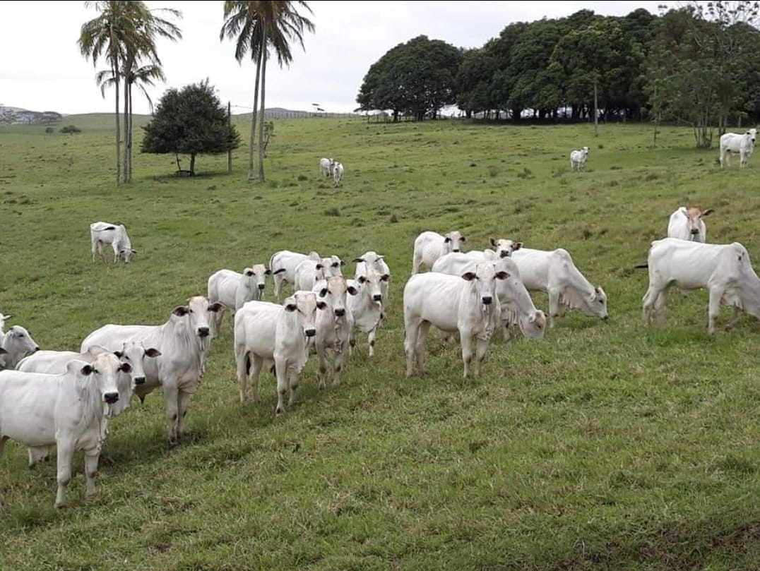 Última etapa de vacinação contra a Febre Aftosa será antecipada no Estado do Rio de Janeiro