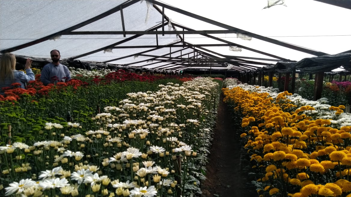 Dia dos Namorados: Governo do Rio concede linha de crédito para produtores de flores