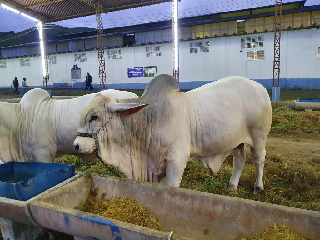 Rio de Janeiro atinge meta de vacinação contra a Febre Aftosa na segunda etapa da campanha