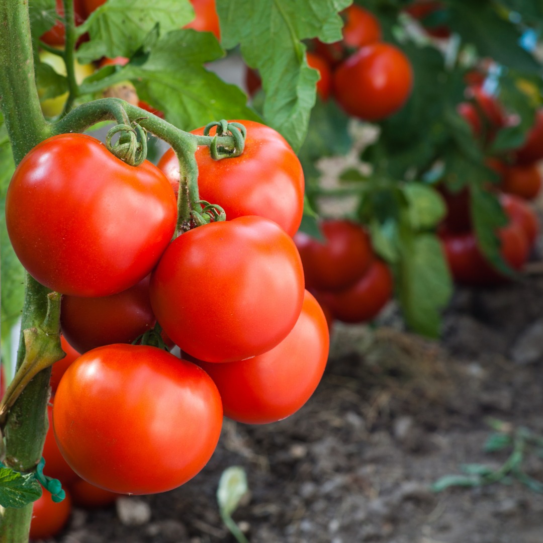 Secretaria de Agricultura trabalha com sistema de produção de tomate em cultivo sustentável