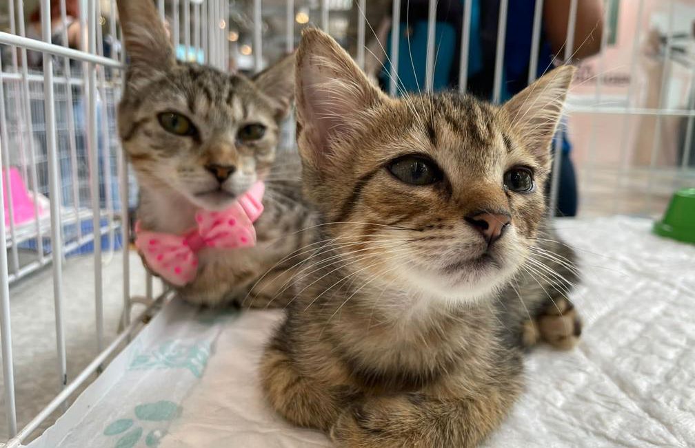 RJPET realiza campanha de adoção neste sábado no Bangu Shopping