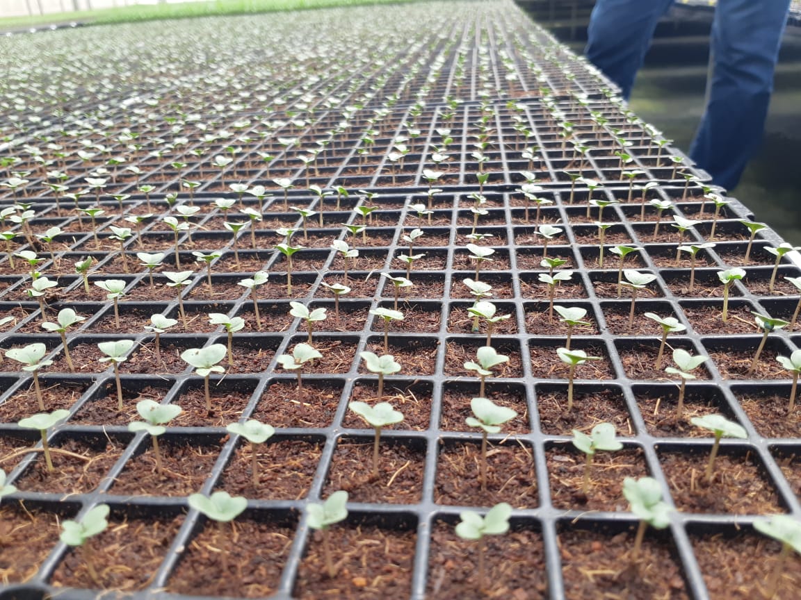 Secretaria de Estado de Agricultura analisa qualidade de sementes e mudas em viveiros