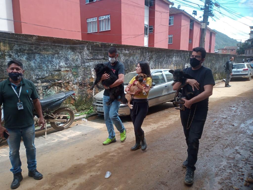 Pelo menos 50 animais foram resgatados, após a tragédia em Petrópolis, através de uma parceria entre a Secretaria Estadual de Agricultura, responsável pelas políticas Públicas de Proteção e Bem-estar Animal (RJPET) e o Grupo de Resgate de Animais em Desastres (GRAD). O "Modo Pet Móvel", como é chamado, também já em já está na cidade. Um veículo adaptado para banho e tosa nos animais.    Inicialmente, os animais estão sendo levados para clínicas veterinárias parceiras e, em seguida, para lares temporários. A