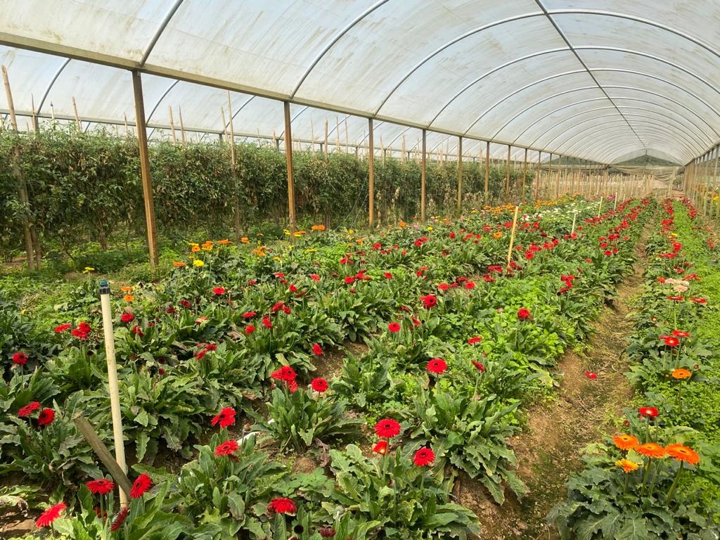 Estado tem linha de crédito para quem quer alavancar a produção de flores nesta primavera