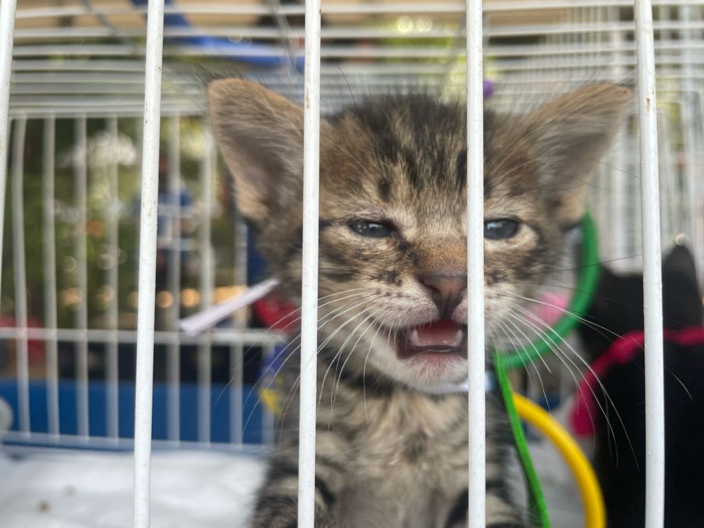 Banho e Tosa grátis para quem adotar um bichinho na feira RJPET no Bangu Shopping