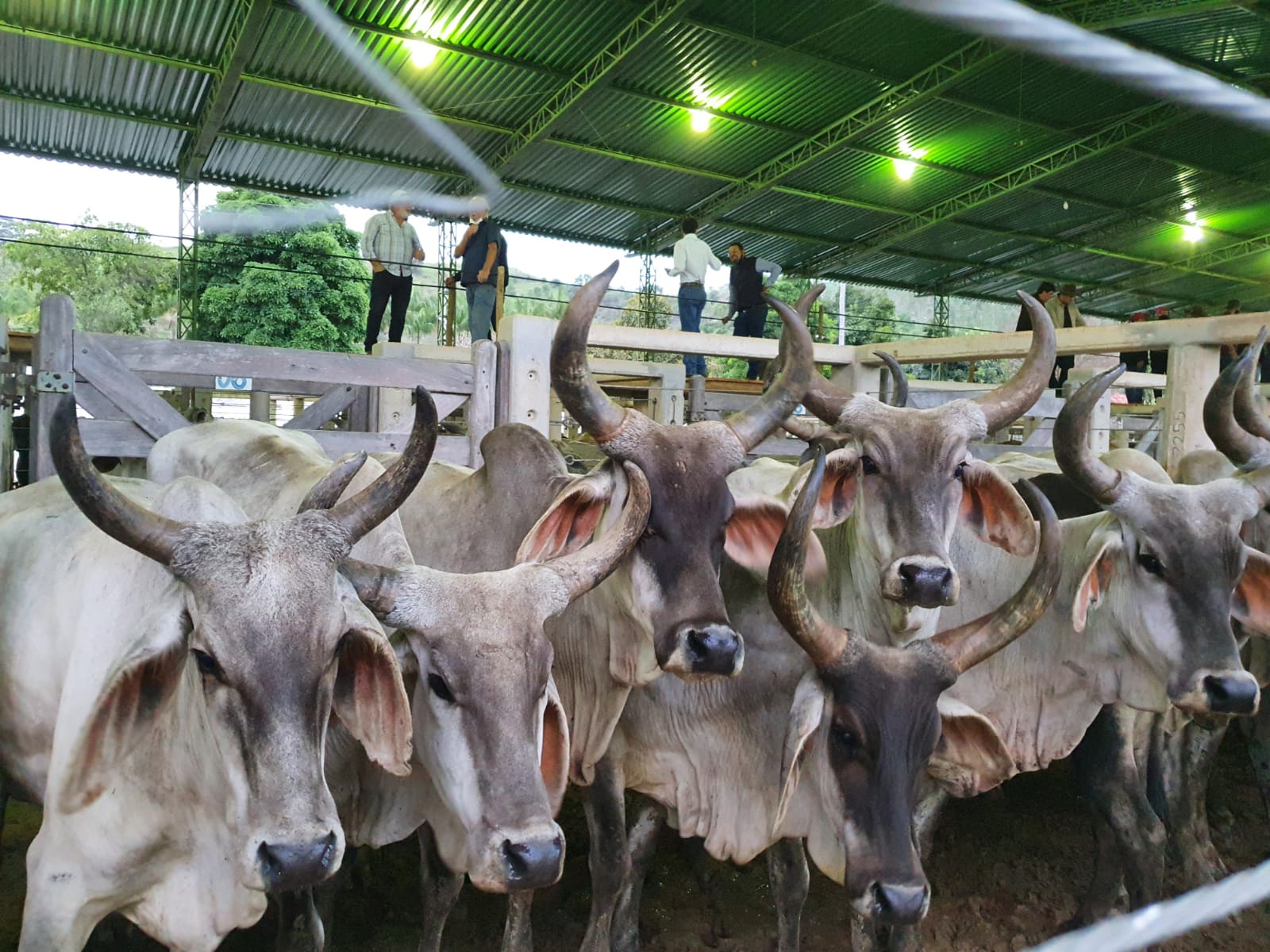 Secretaria de Agricultura participa de fórum sobre retirada da vacina da febre aftosa