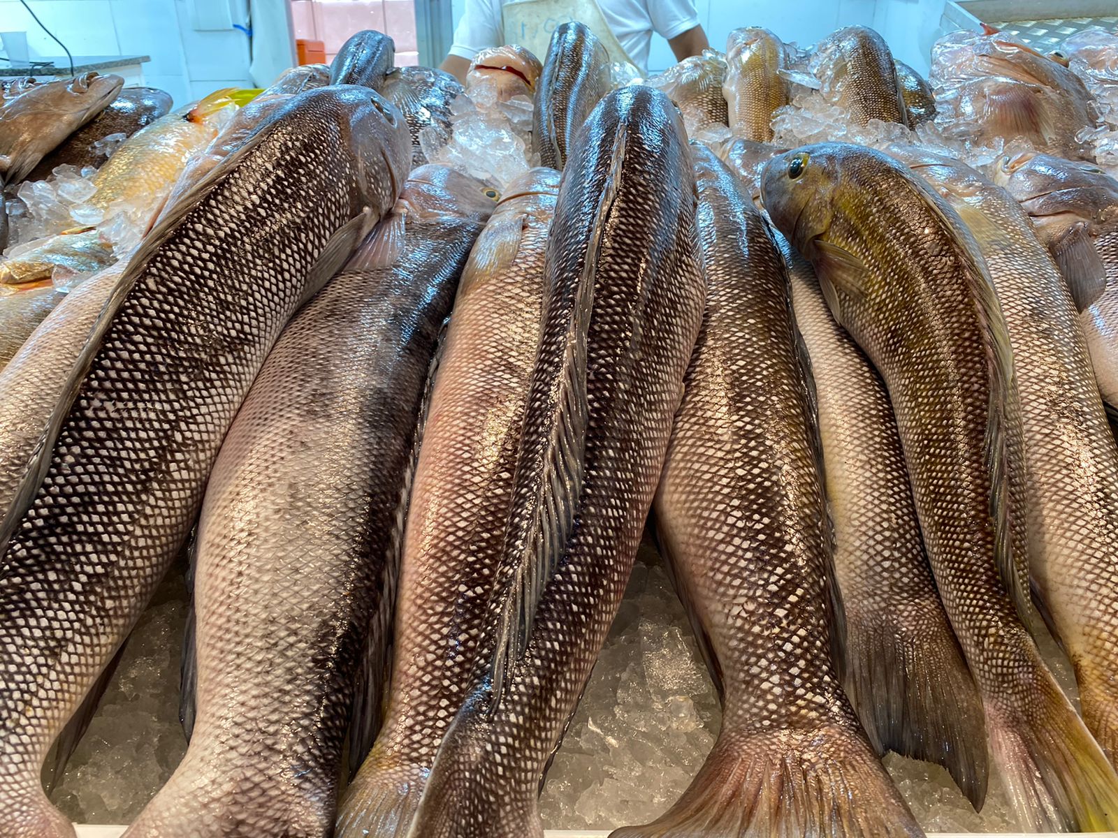  Pescado é opção para as festas de fim de ano