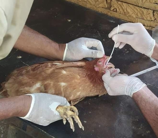 Influenza Aviária: Estado do Rio confirma segundo caso de ave silvestre com H5N1