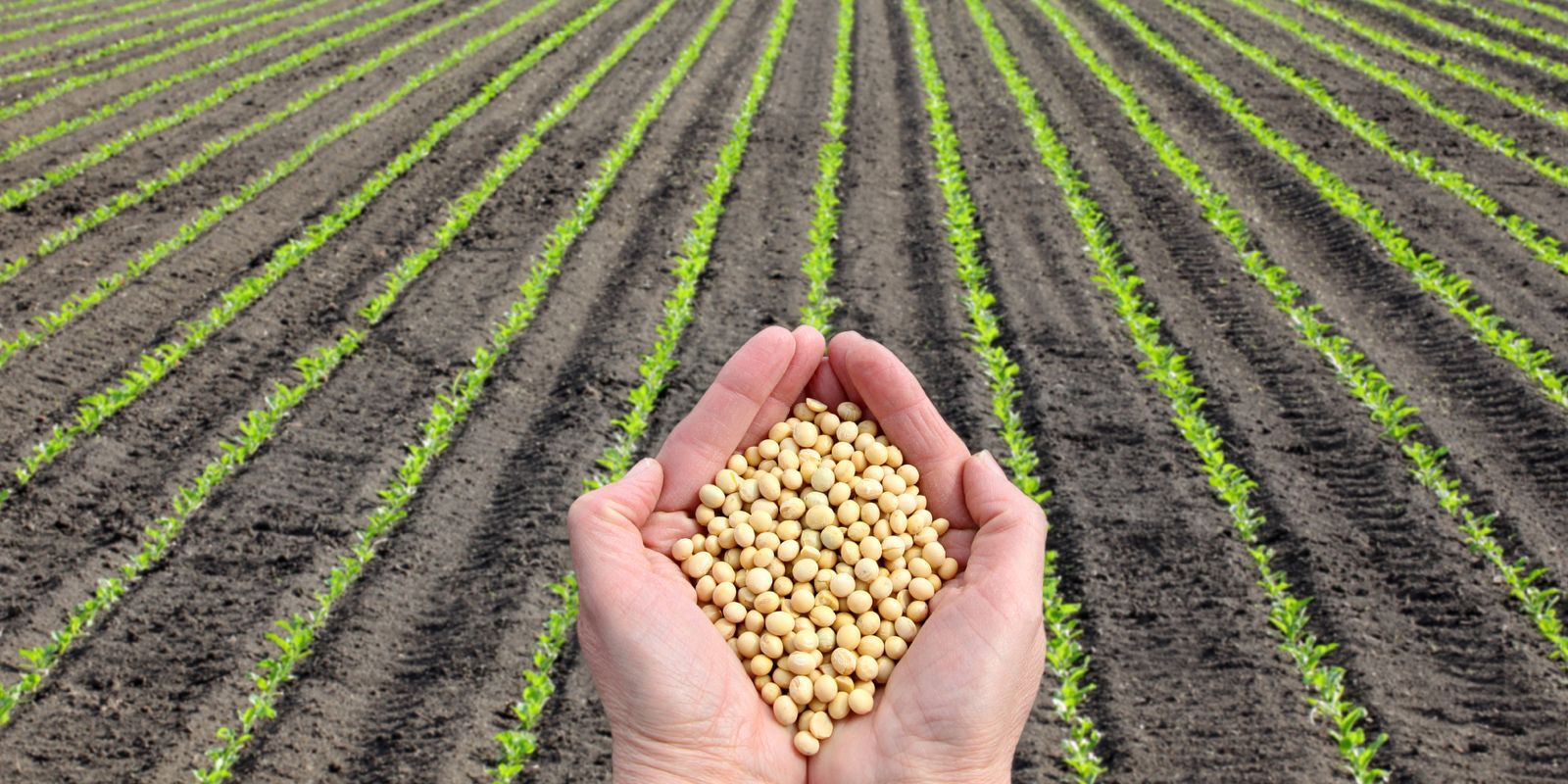 Produtores de soja do estado do Rio poderão acessar linhas de crédito do Plano Safra 2023/2024