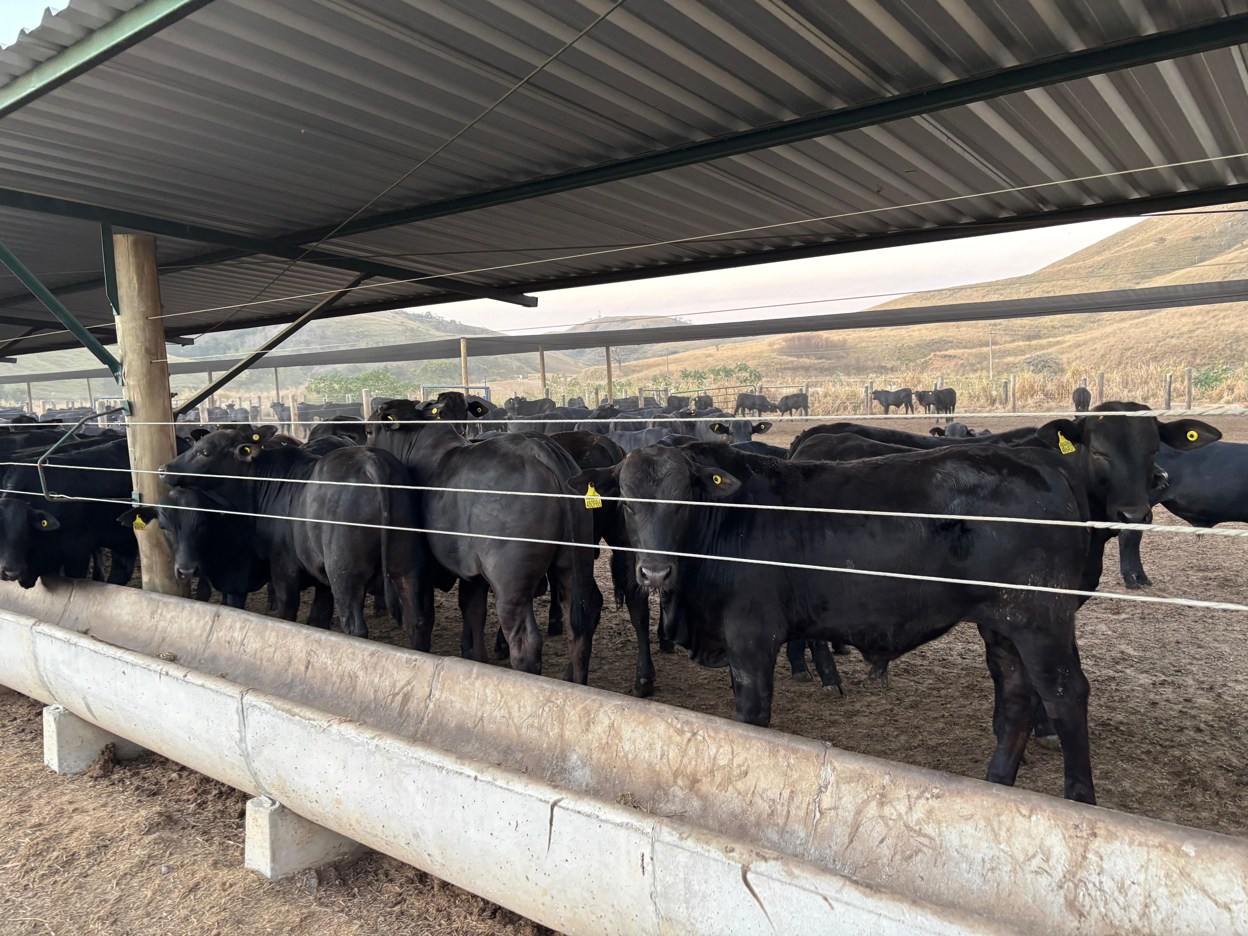 Secretaria de Estado de Agricultura realiza a primeira exportação de gado vivo