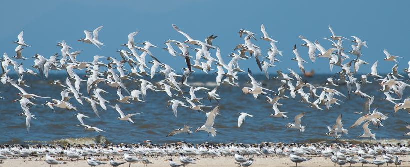 Influenza Aviária: Estado do Rio confirma sete focos de ave silvestre com H5N1