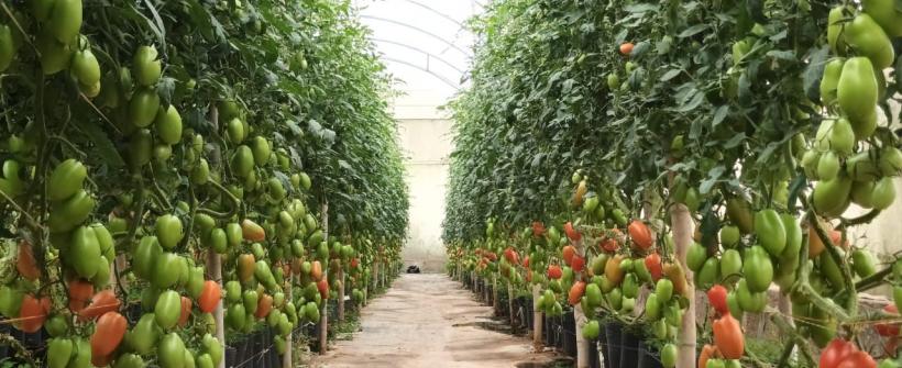 Programa da Secretaria de Agricultura apoia produtores do Cultivo Protegido