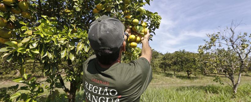 Rio de Janeiro fará super colheita da laranja eleita a mais doce do país e se prepara para exportar