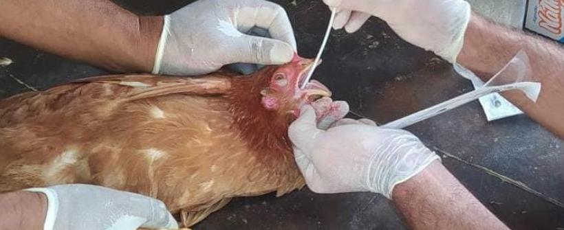 Influenza Aviária: Secretaria de Estado de Agricultura suspende a realização de eventos com aglomeração de aves