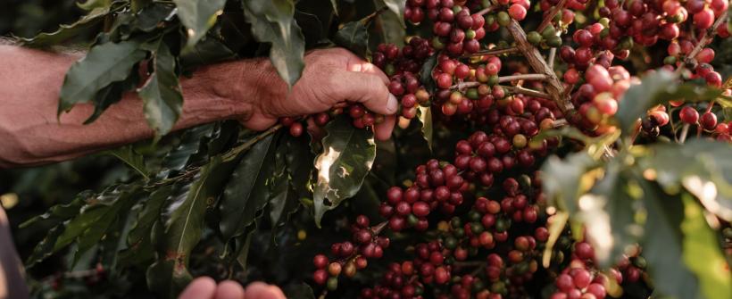Dia Mundial do Café: Conheça o programa da Secretaria de Estado de Agricultura voltado especialmente a esta cultura 
