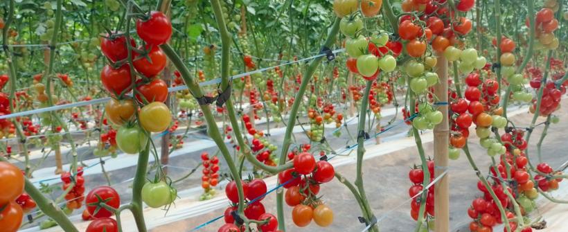 Governo apoia expositores com técnica de produção em estufas e incrementa a Festa do Tomate em Paty do Alferes