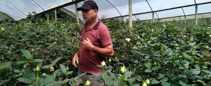 Secretaria de Agricultura disponibiliza linha de crédito Florescer para produtores de flores