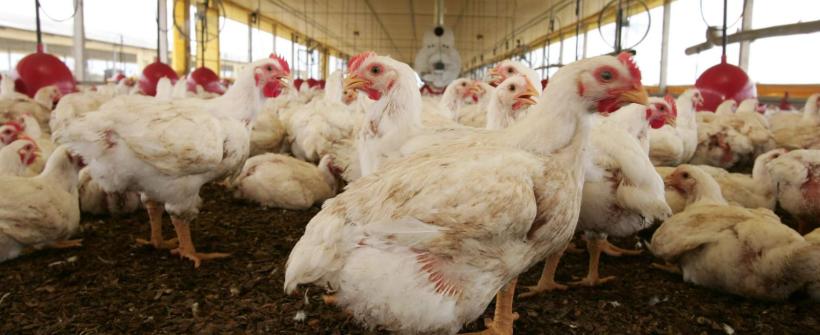Rio de Janeiro decreta estado de emergência zoossanitária em função do vírus da Influenza Aviária