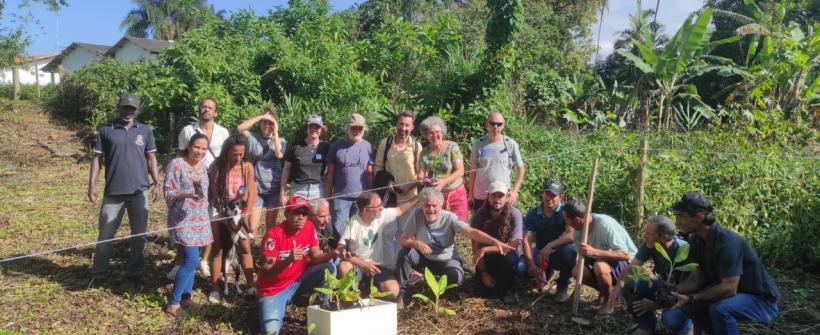 Produção de bananas ganha destaque no município de Paraty 