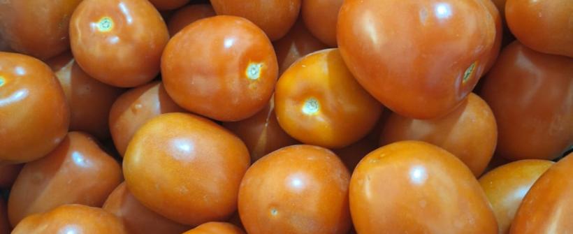 Método de Manejo Integrado de Pragas: Ferramenta importante no controle e monitoramento de doenças na cultura do tomate 