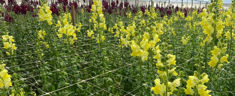 Secretaria de Agricultura apoia floricultores com a linha de crédito Florescer